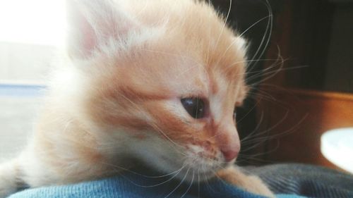Close-up of cat