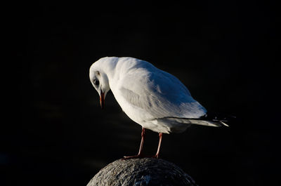 Close-up of seagull perching on black background