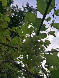 Low angle view of berries growing on tree against sky