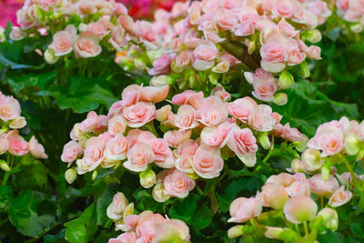 Close-up of pink roses