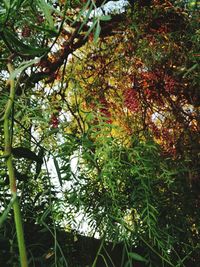 Low angle view of tree