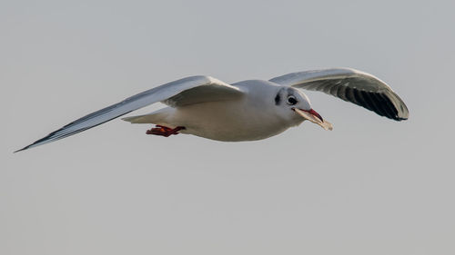 Low angle view of seagull flying