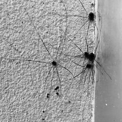 Close-up of spider on wall