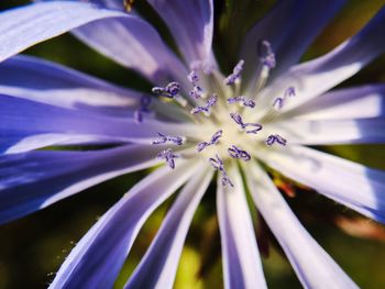 Close-up of purple flowers blooming outdoors