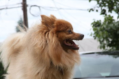 Close-up of a dog looking away