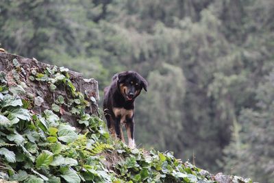 Dog looking away