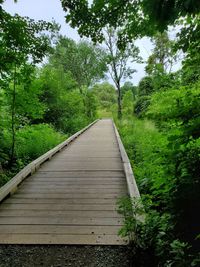 Footpath amidst trees in forest