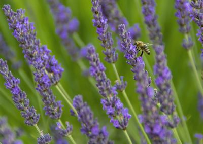 Close-up of insect on purple flowering plant