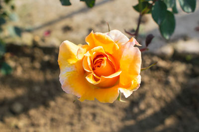 Close-up of yellow rose