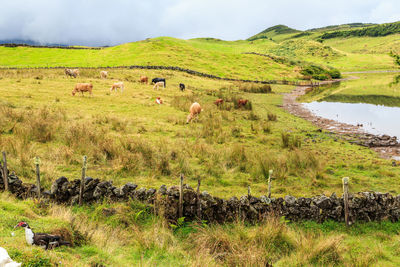  cows grazing in a field