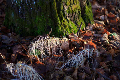 Close-up of tree in field