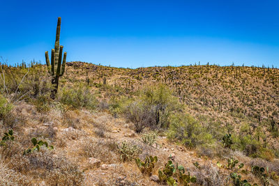 Cactus growing on field against clear sky