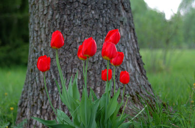 Red tulips blooming on field