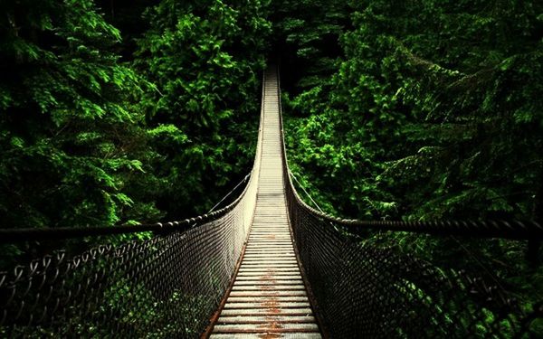 tree, green color, railing, growth, tranquility, the way forward, forest, nature, plant, beauty in nature, lush foliage, tranquil scene, steps, wood - material, green, footbridge, high angle view, no people, day, absence