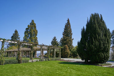 Trees on field against clear blue sky