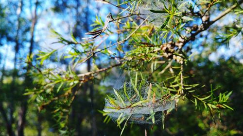 Low angle view of tree branches