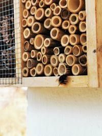 Close-up of bee