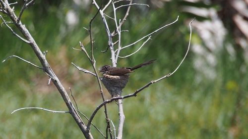Low angle view of bird perching on tree