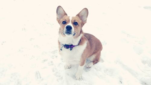 Portrait of dog sitting on snow