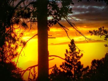 Silhouette of trees at sunset