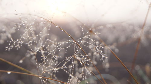 Close-up of wet spider web on plant