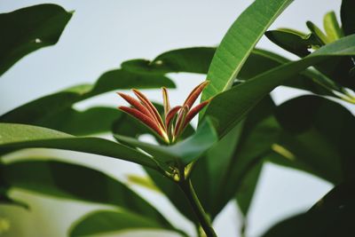 Close-up of flower plant