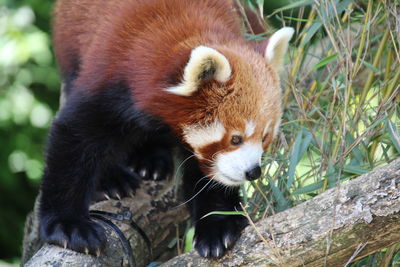 red panda