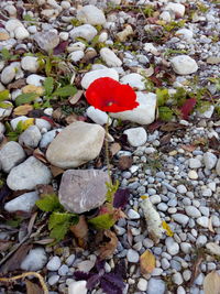 High angle view of red flower on pebbles