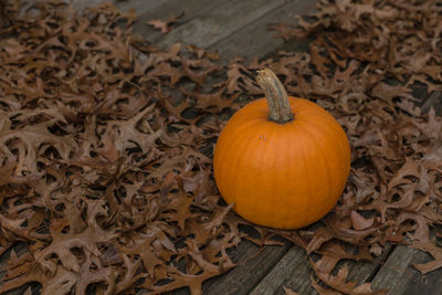 High angle view of pumpkins on dry leaves