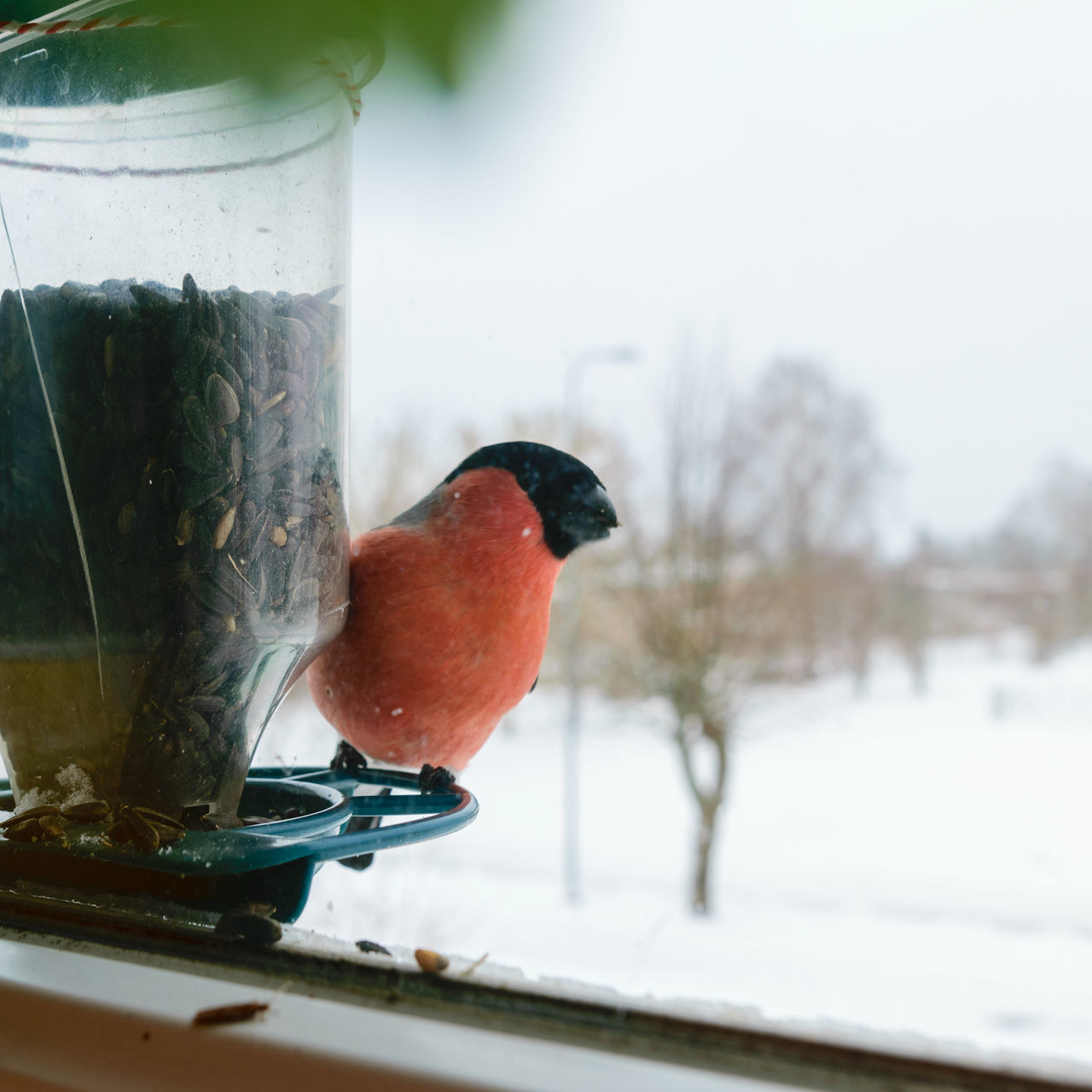 cold temperature, winter, bird, animal, animal themes, snow, food and drink, nature, drink, food, no people, outdoors, animal wildlife, frozen, glass, day, one animal, focus on foreground, close-up