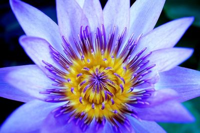 Close-up of purple flower