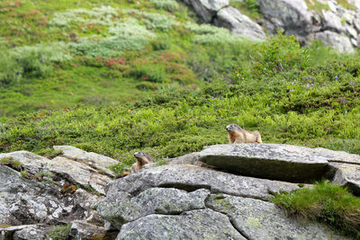 View of lizard on rock