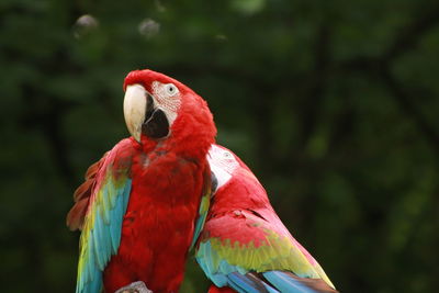 Scarlett macaw