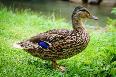 Close-up of mallard duck on green field