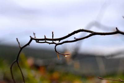 Close-up of water drops on twig against sky