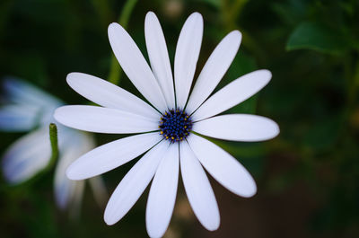 Close-up of white flower