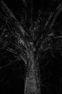 Close-up of tree at night