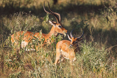 Impalas standing on field