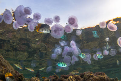 Close-up of fish in aquarium