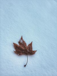 High angle view of maple leaf on snow
