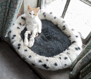 High angle view of cat relaxing on floor