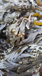 High angle view of fish in sea