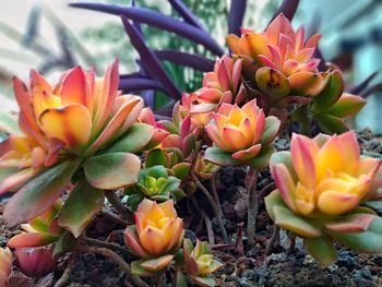 Close-up of succulent plant