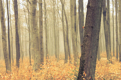 Trees in forest