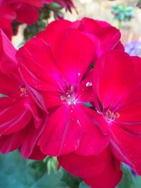 Close-up of pink flower