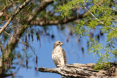 Red tailed hawk buteo jamaicensis bird of prey perches on a tree in naples, florida