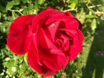 Close-up of red rose