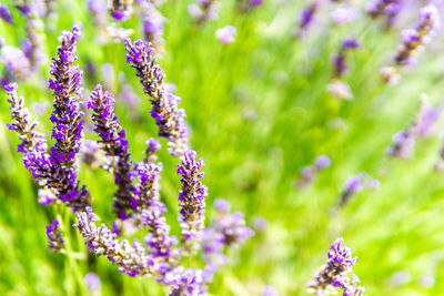 Close-up of purple flowering plant on field
