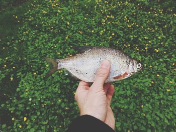 Cropped hand holding fish against plants