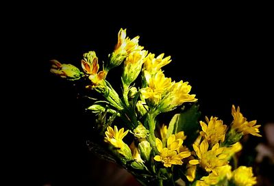 Close-up of flower over black background